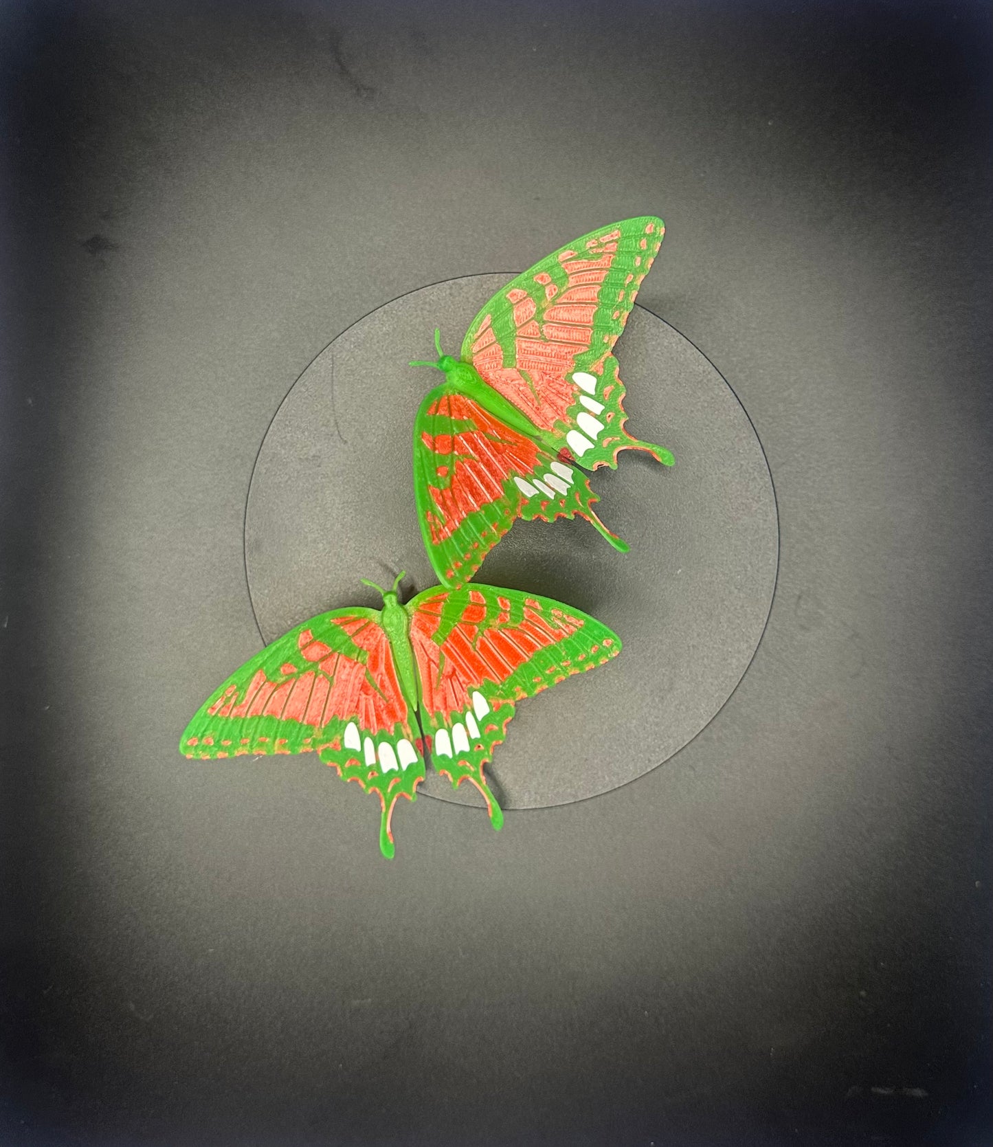 Fridge Magnet - Thermochromic Green/Orange Comma Butterfly
