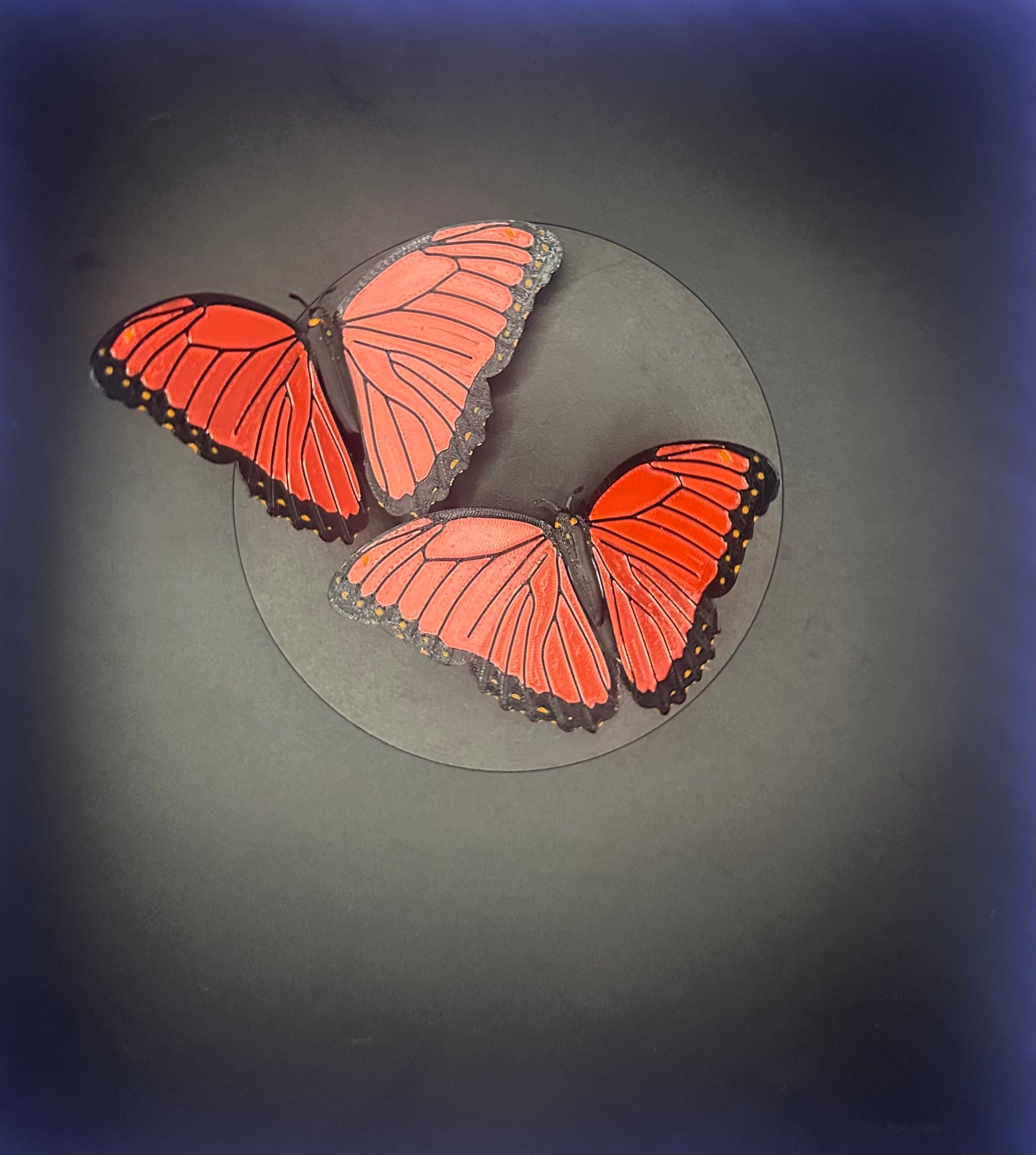 Fridge Magnet - Salmon Pink Morpho Butterfly